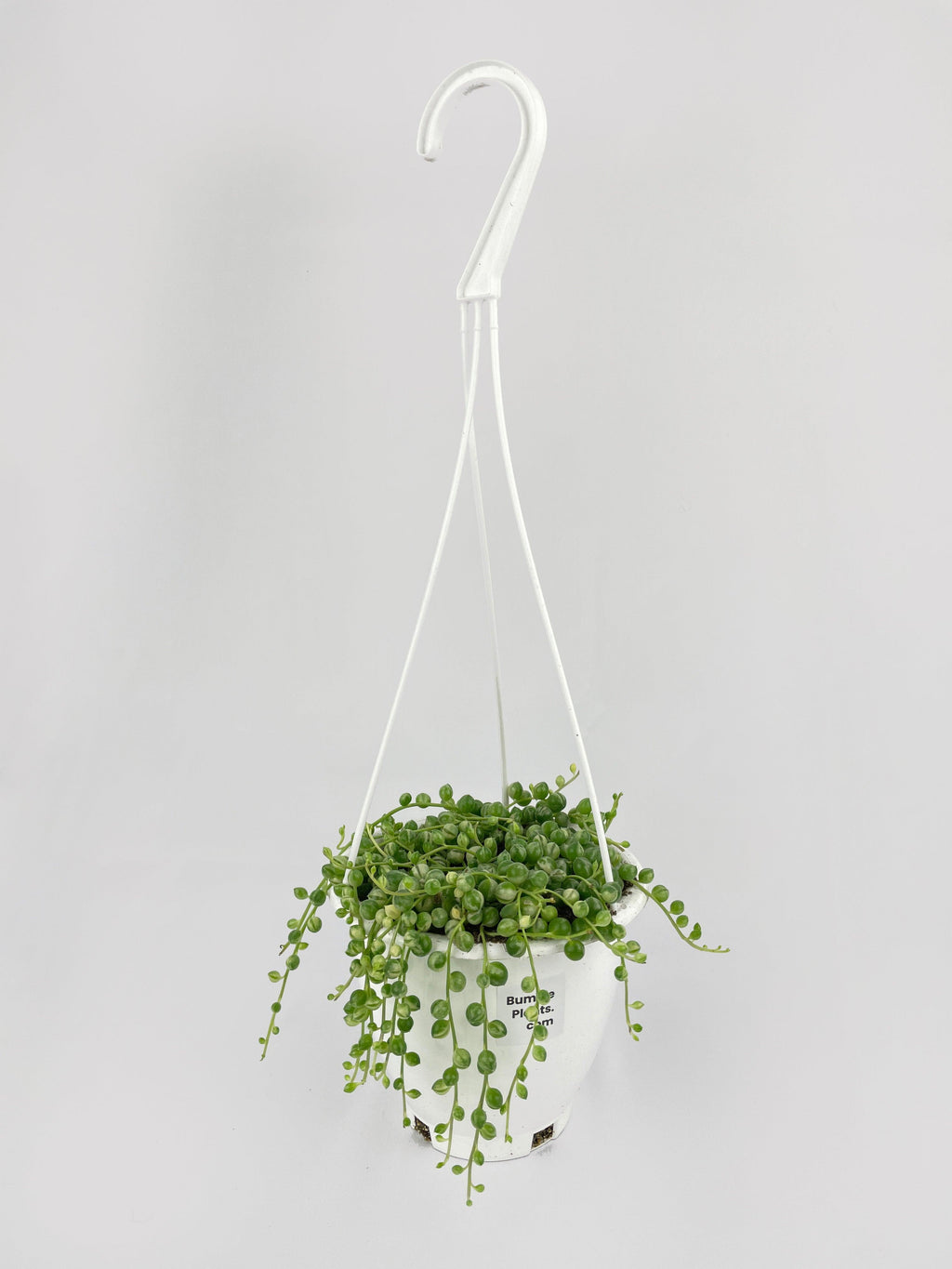 Variegated String of Pearls