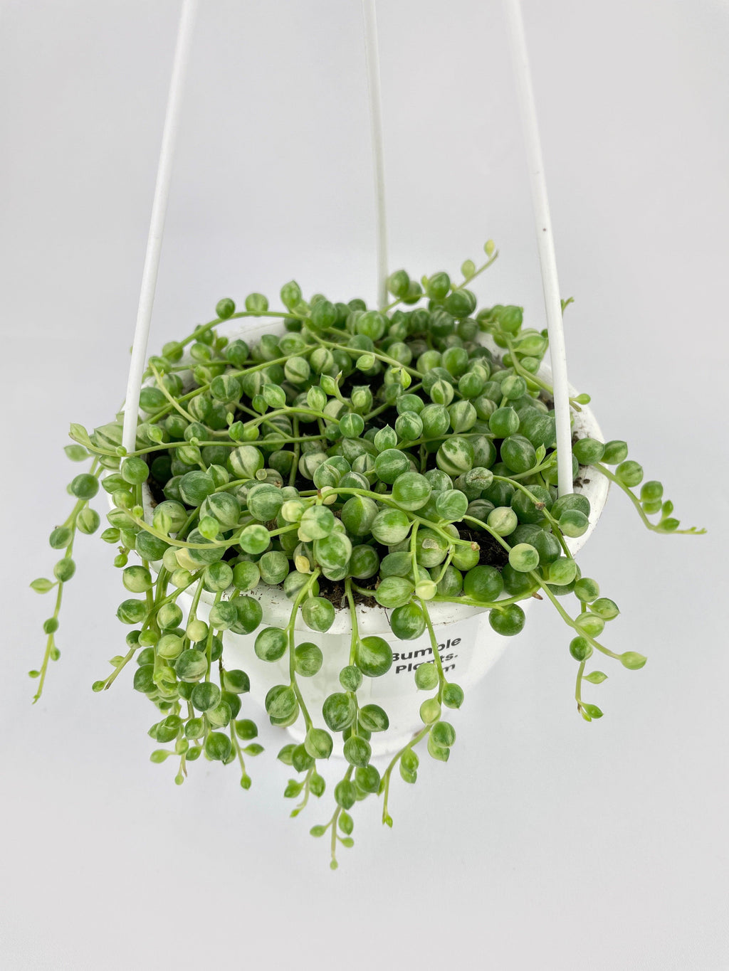 Variegated String of Pearls