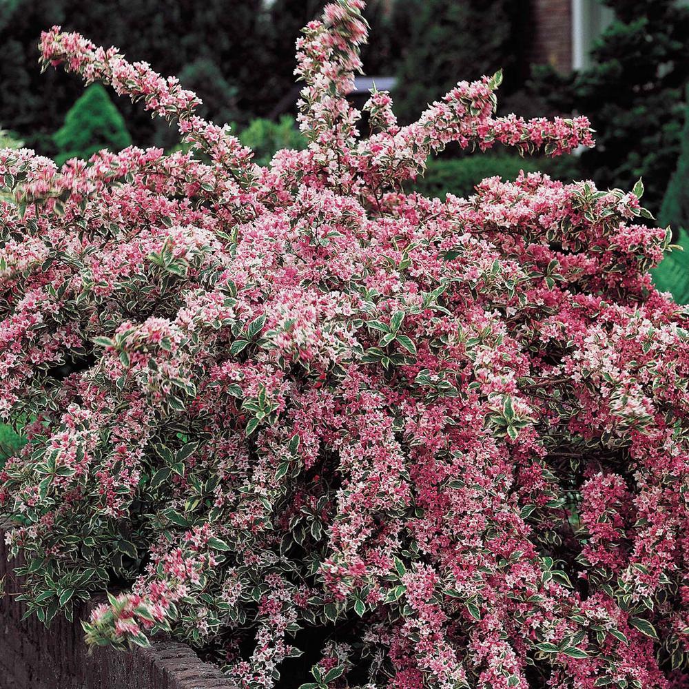 Weigela 'Pink Variegated'