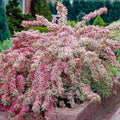 Weigela 'Pink Variegated'