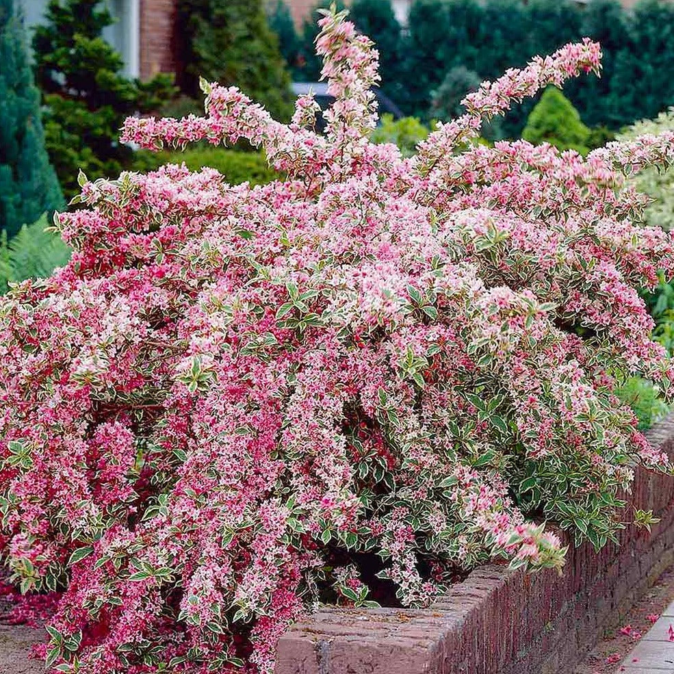 Weigela 'Pink Variegated'