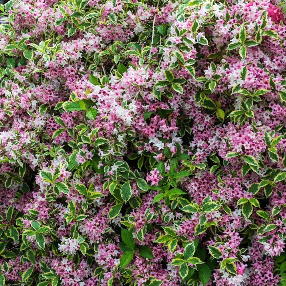 Weigela 'Pink Variegated'