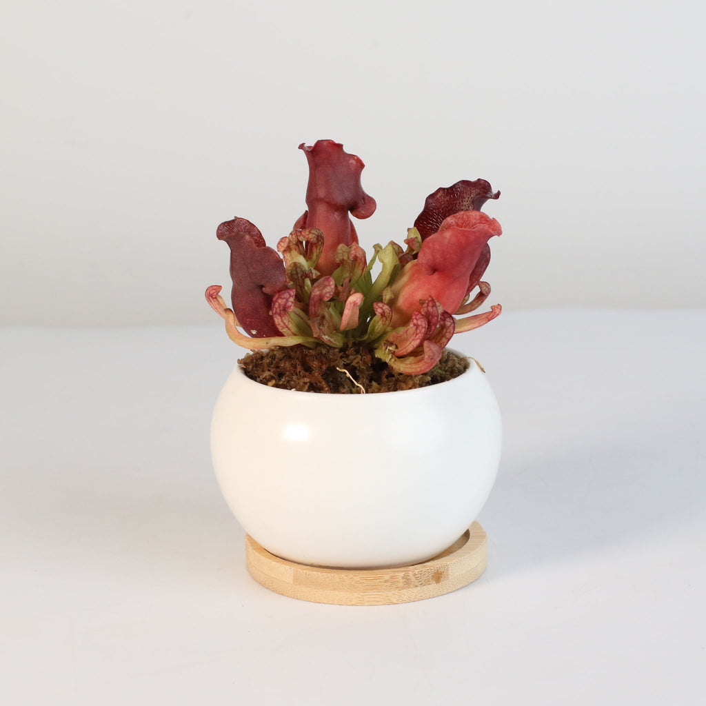 Sarracenia Purpurea 'Venosa Red' Carnivorous Plant