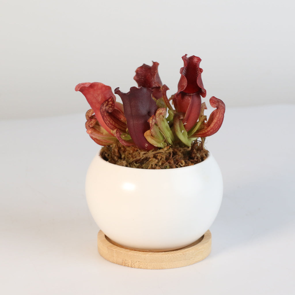 Sarracenia Purpurea 'Venosa Red' Carnivorous Plant