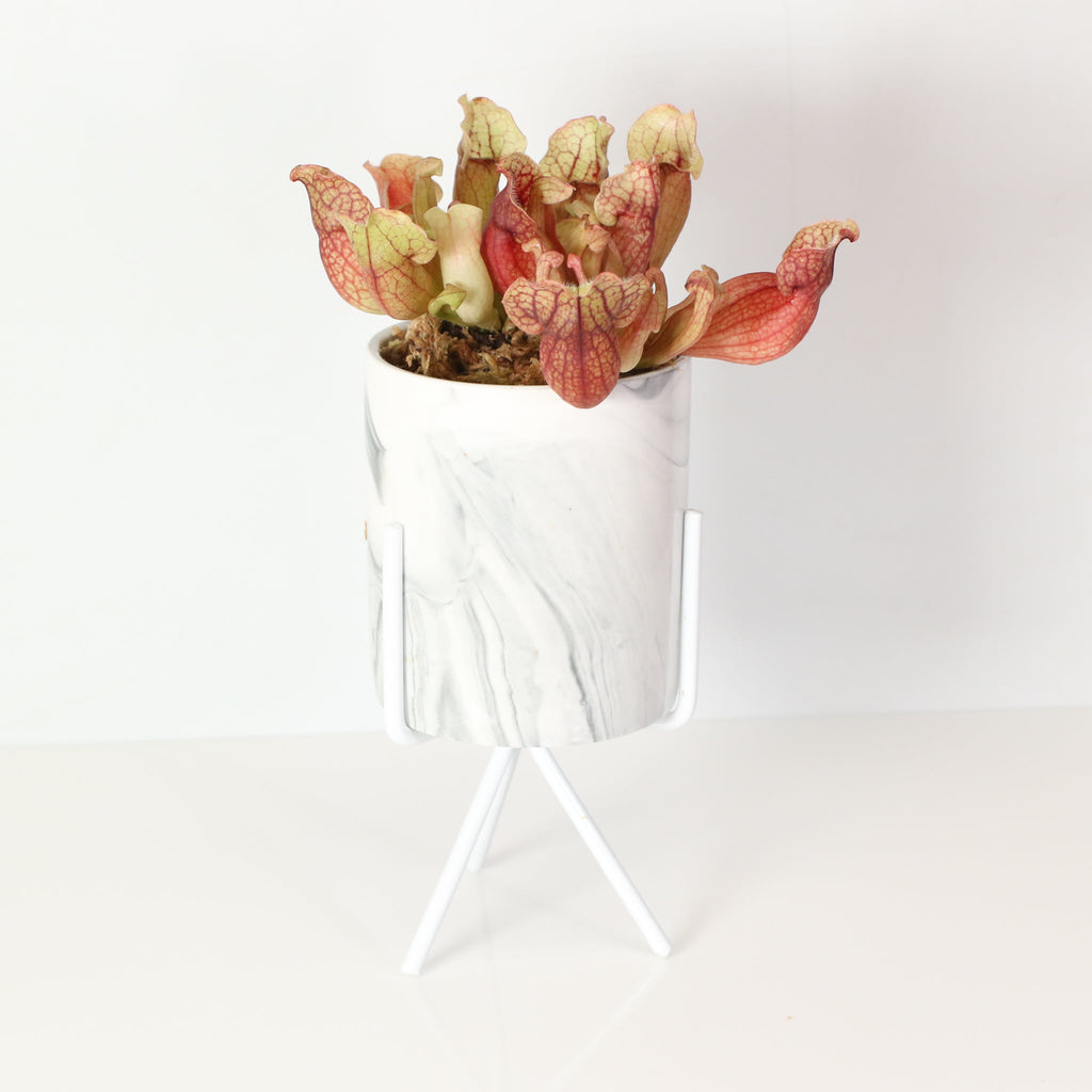 Sarracenia Purpurea 'Venosa Red' Carnivorous Plant