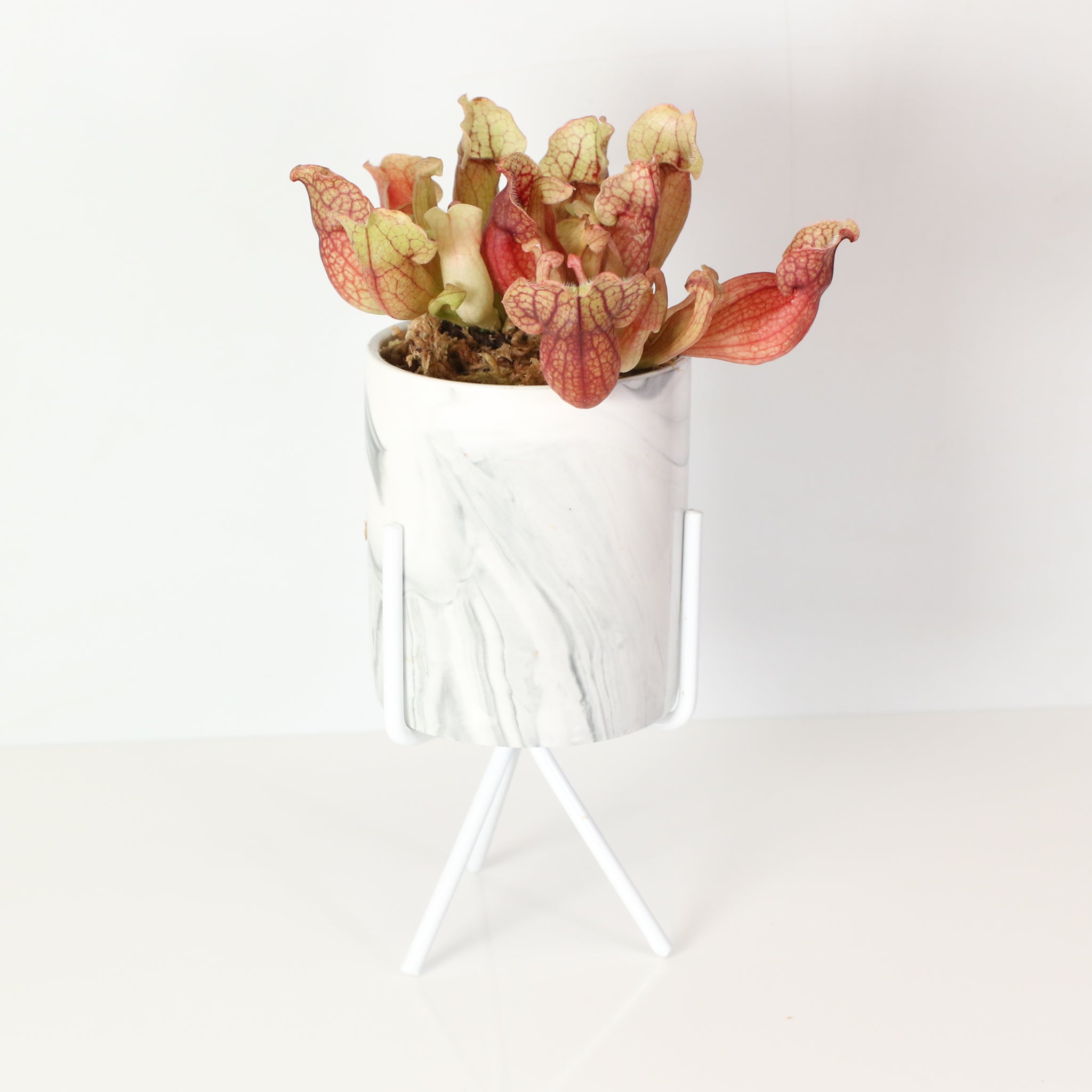 Sarracenia Purpurea 'Venosa Red' Carnivorous Plant