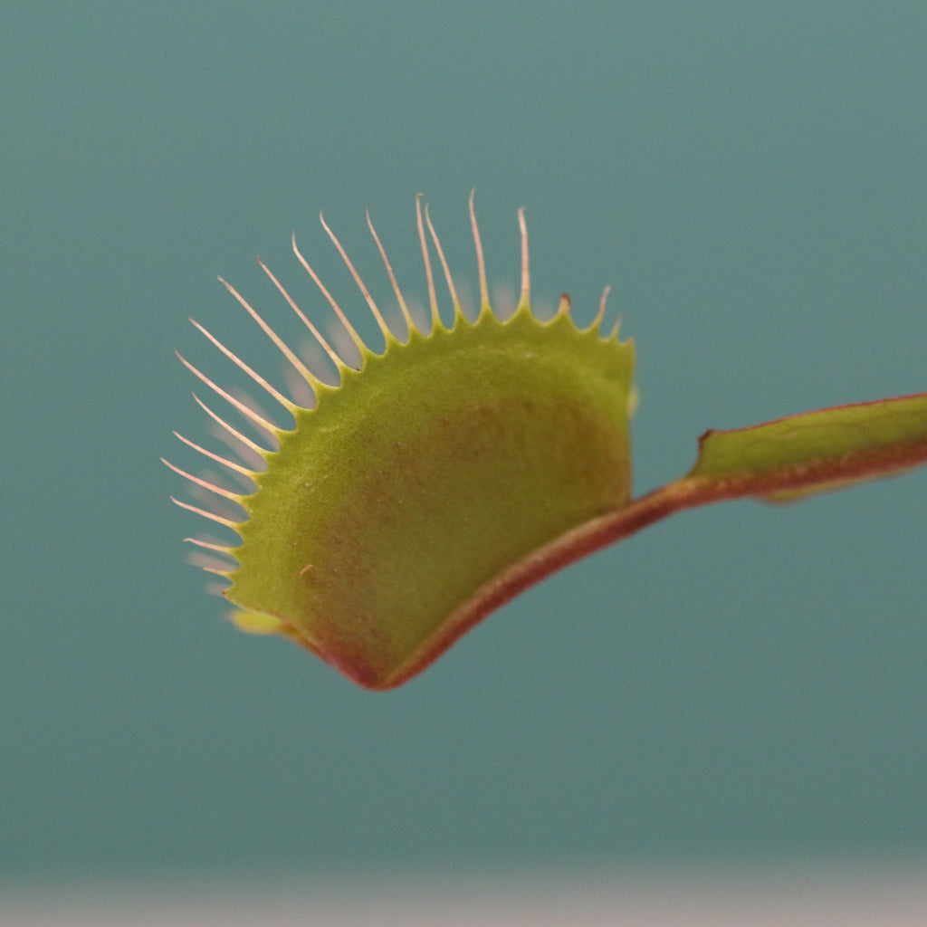 Red Venus Flytrap