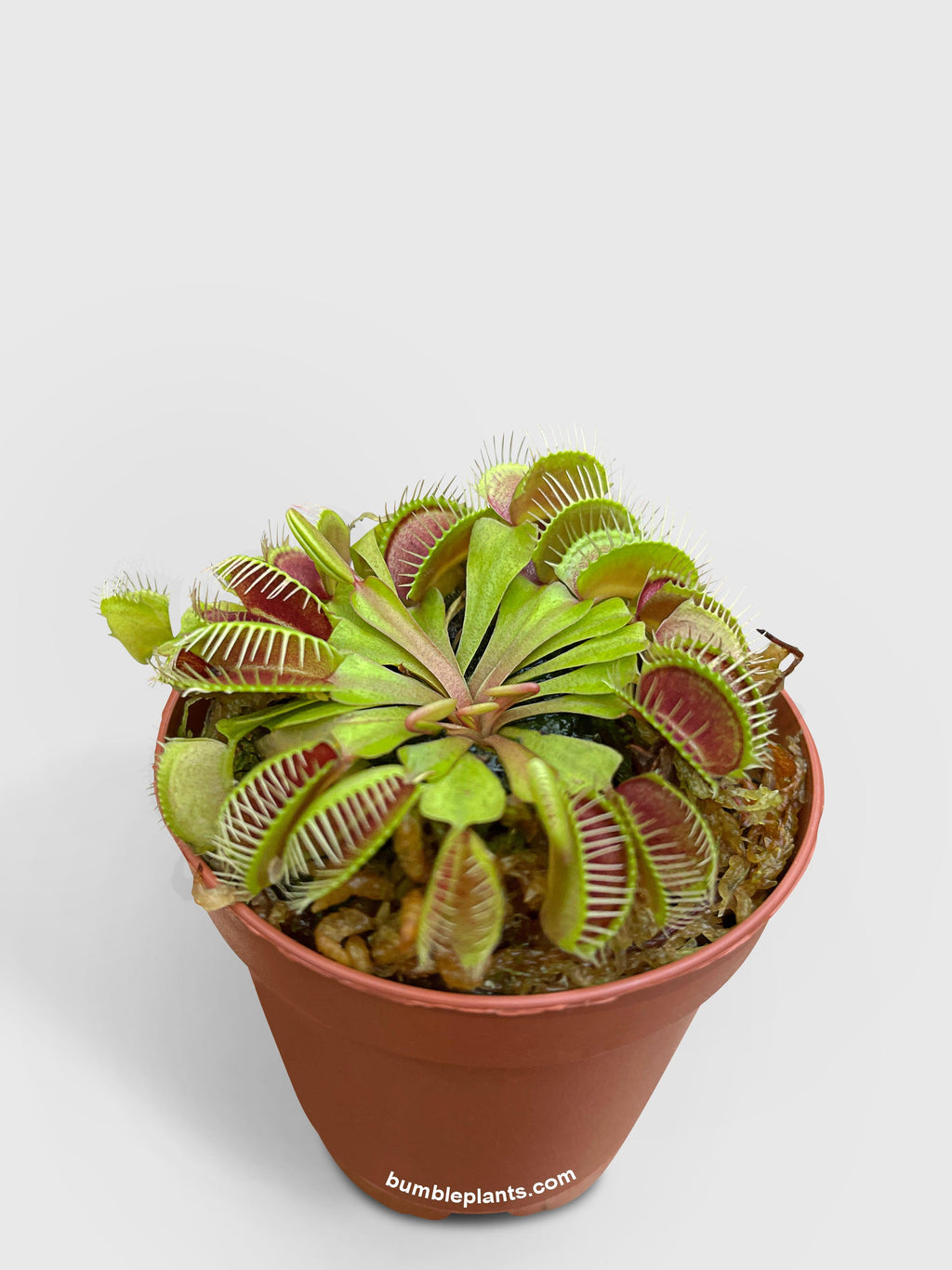 Venus Carnivorous Fly Trap