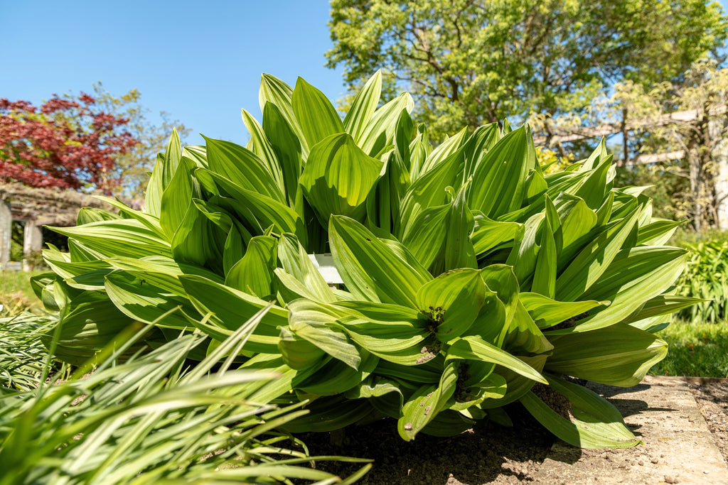 50 VIRGINIA BUNCHFLOWER LILY (White Hellebore / Corn Lily) Melanthium Virginicum Veratrum Flower Seeds