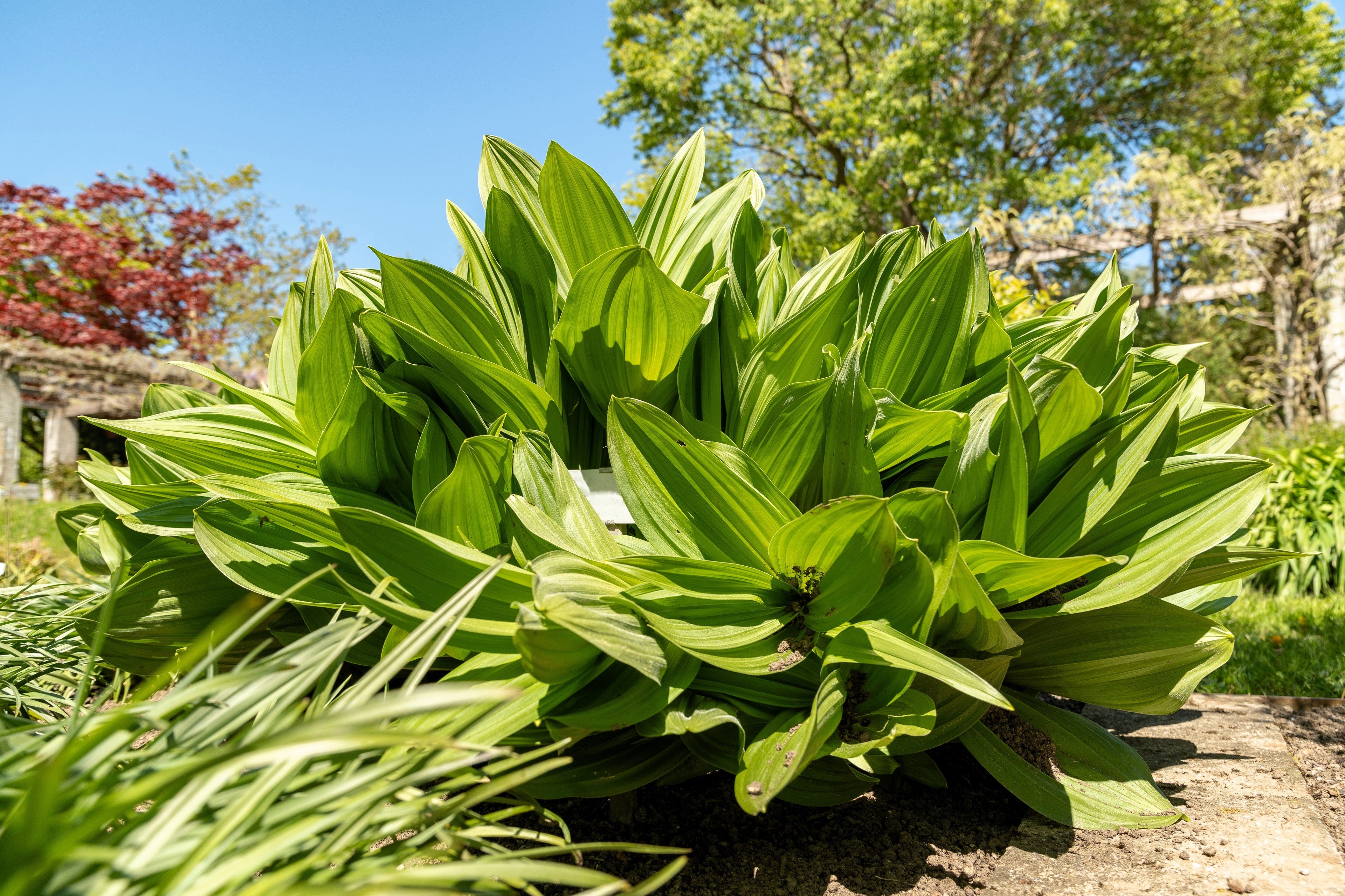 50 VIRGINIA BUNCHFLOWER LILY (White Hellebore / Corn Lily) Melanthium Virginicum Veratrum Flower Seeds