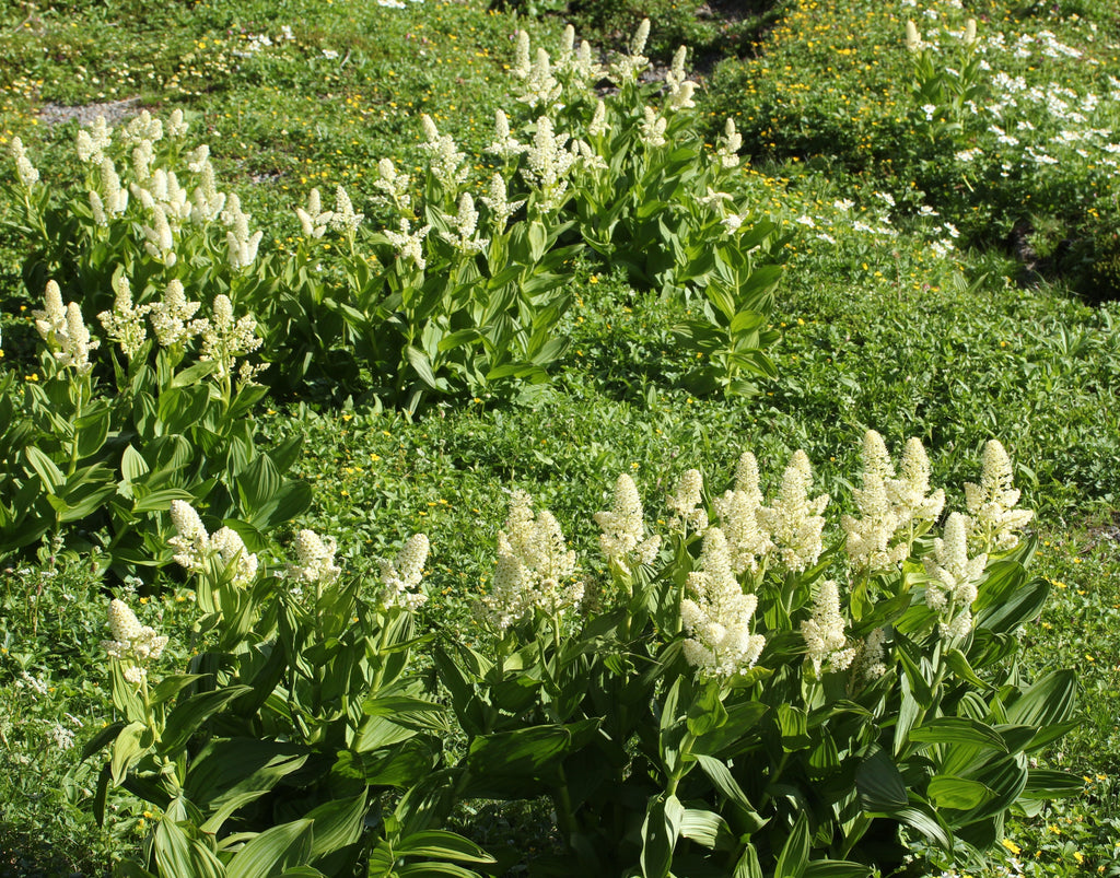 50 VIRGINIA BUNCHFLOWER LILY (White Hellebore / Corn Lily) Melanthium Virginicum Veratrum Flower Seeds