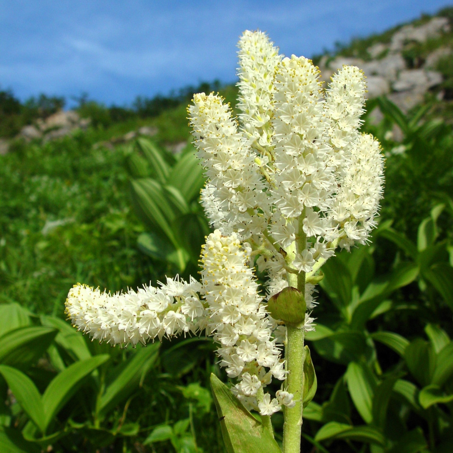 50 VIRGINIA BUNCHFLOWER LILY (White Hellebore / Corn Lily) Melanthium Virginicum Veratrum Flower Seeds