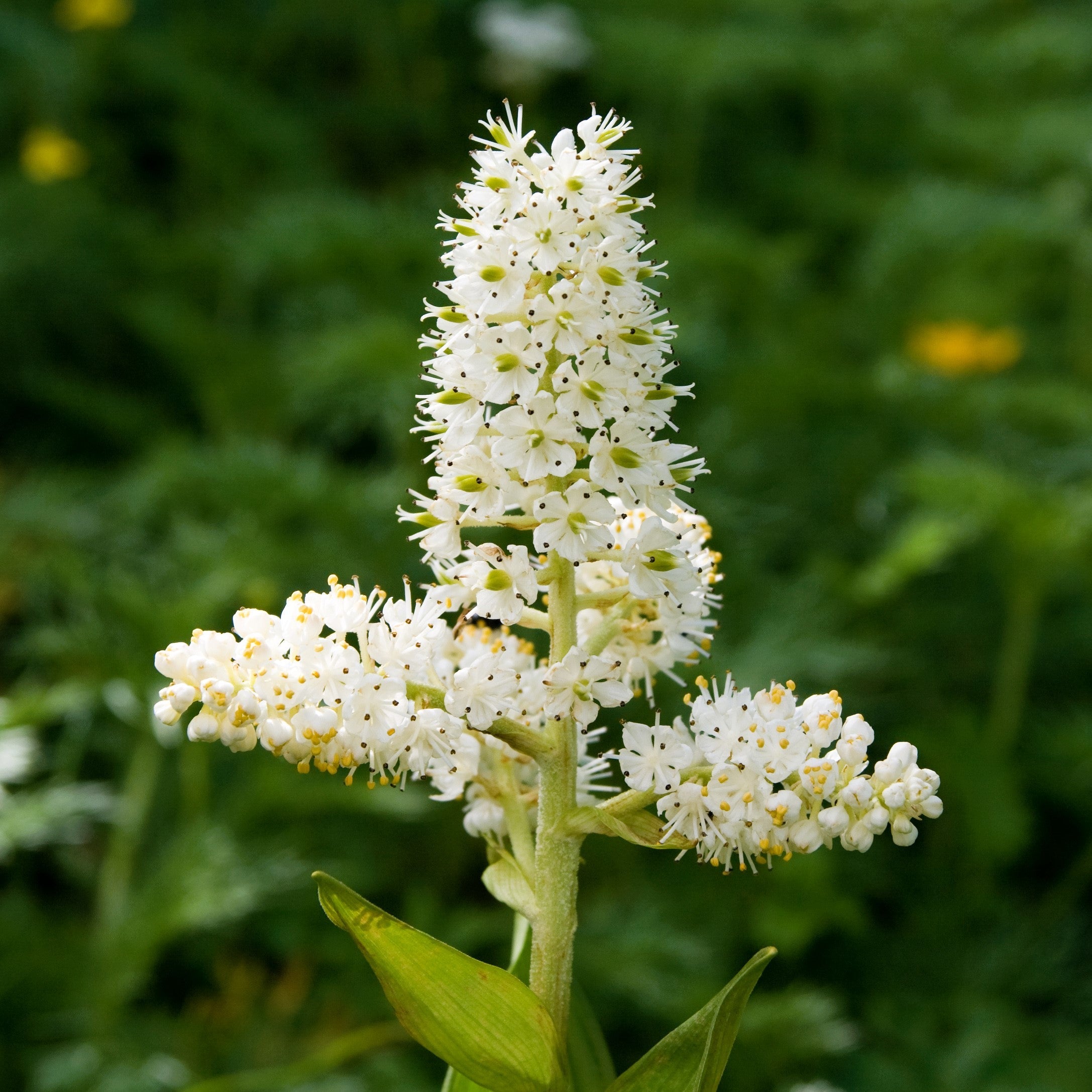 50 VIRGINIA BUNCHFLOWER LILY (White Hellebore / Corn Lily) Melanthium Virginicum Veratrum Flower Seeds