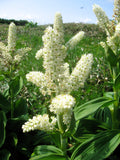 50 VIRGINIA BUNCHFLOWER LILY (White Hellebore / Corn Lily) Melanthium Virginicum Veratrum Flower Seeds
