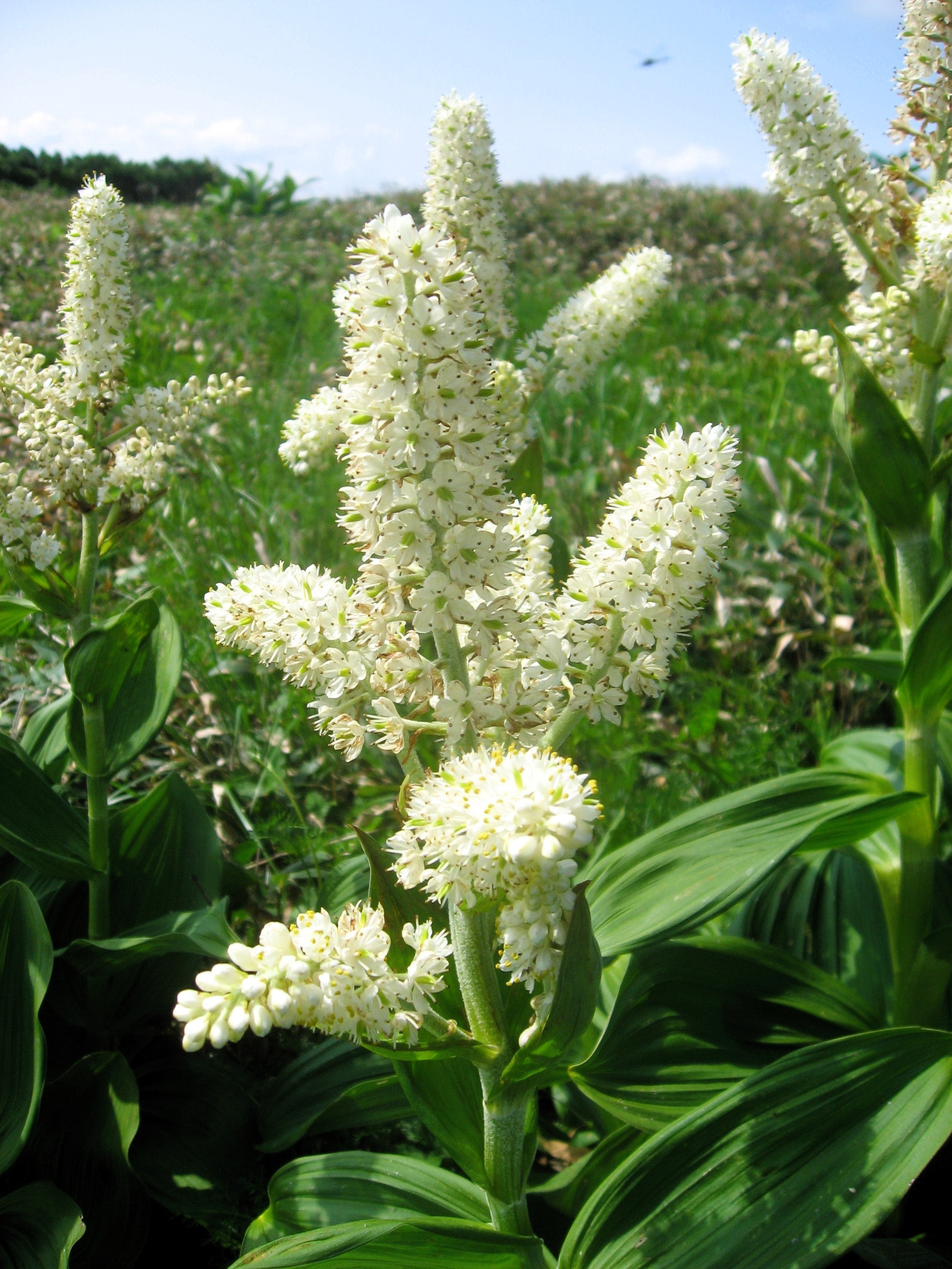 50 VIRGINIA BUNCHFLOWER LILY (White Hellebore / Corn Lily) Melanthium Virginicum Veratrum Flower Seeds