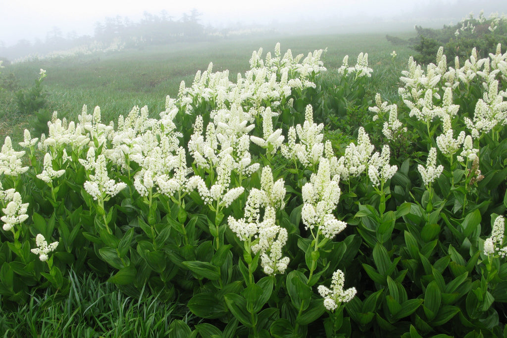 50 VIRGINIA BUNCHFLOWER LILY (White Hellebore / Corn Lily) Melanthium Virginicum Veratrum Flower Seeds