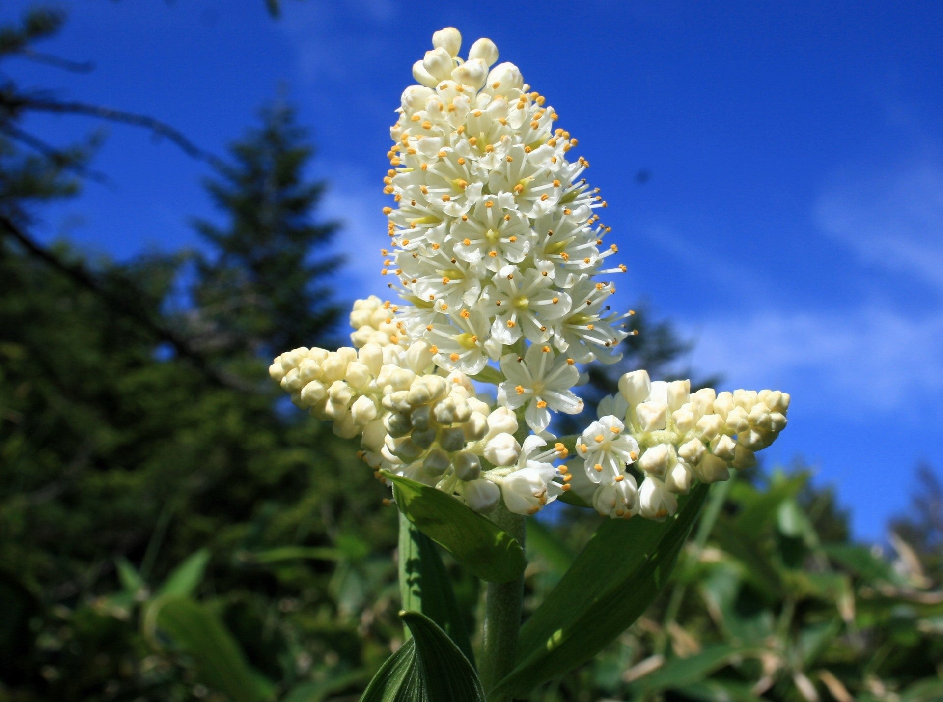 50 VIRGINIA BUNCHFLOWER LILY (White Hellebore / Corn Lily) Melanthium Virginicum Veratrum Flower Seeds