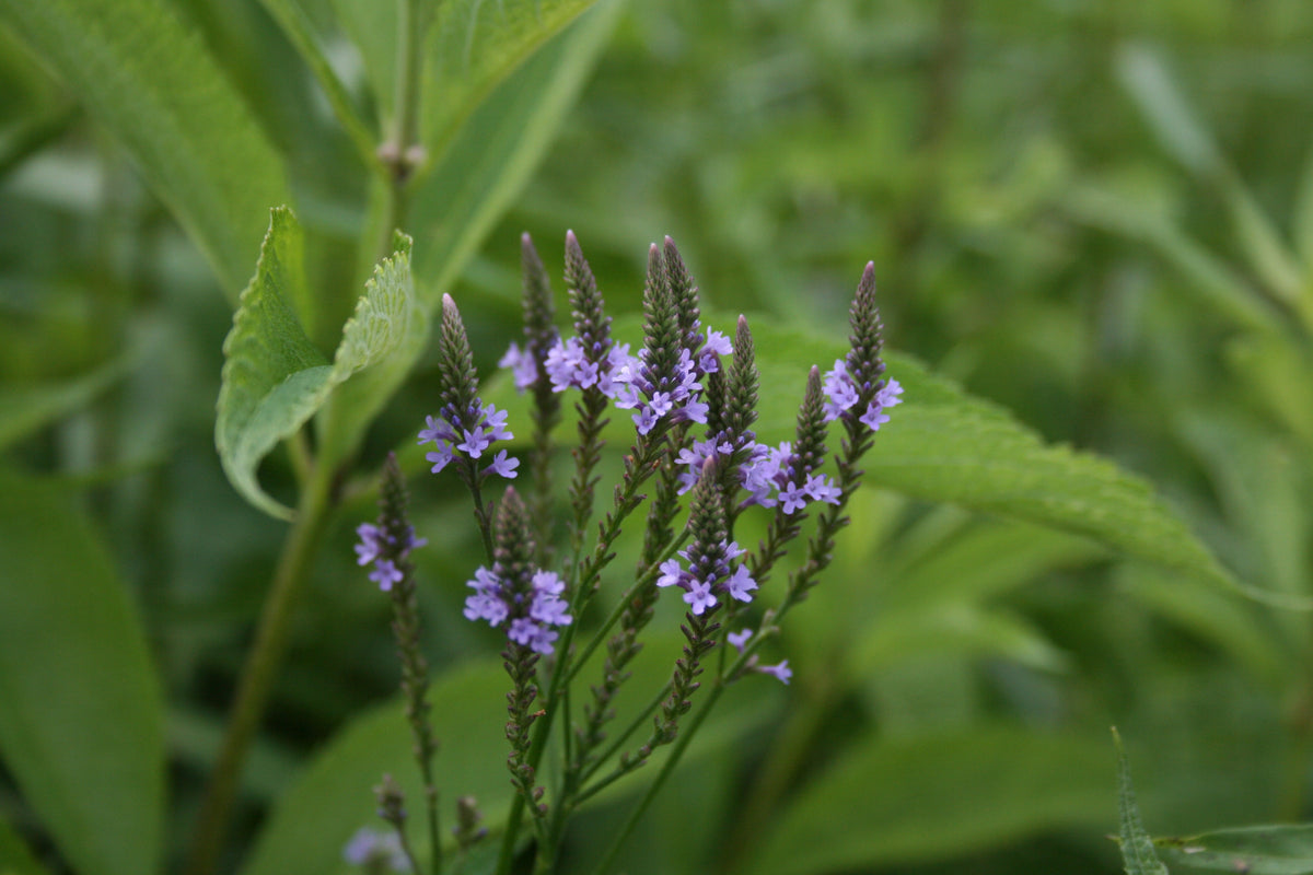 500 Blue Vervain Seeds - Verbena hastata Seeds