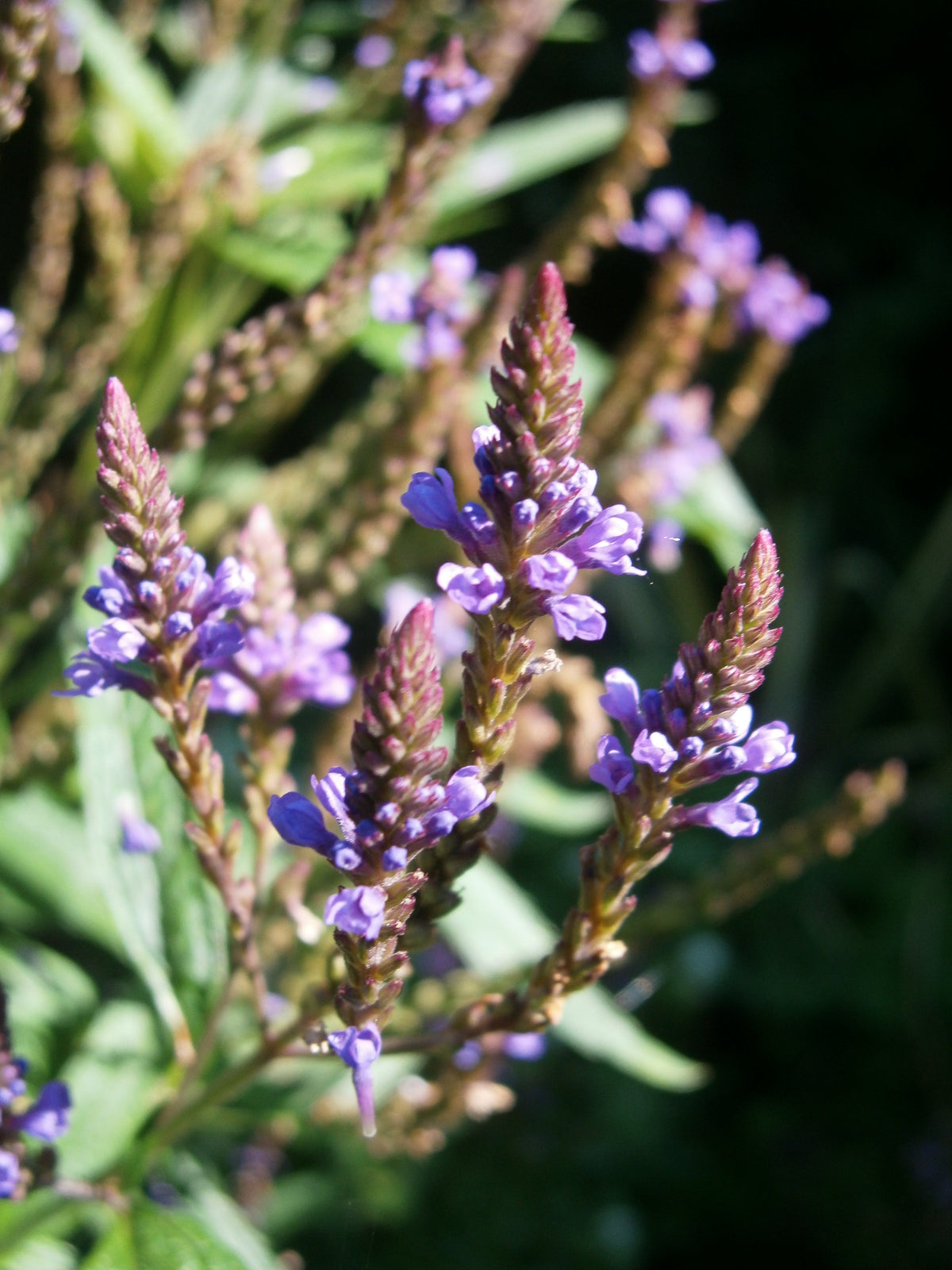 500 Blue Vervain Seeds - Verbena hastata Seeds