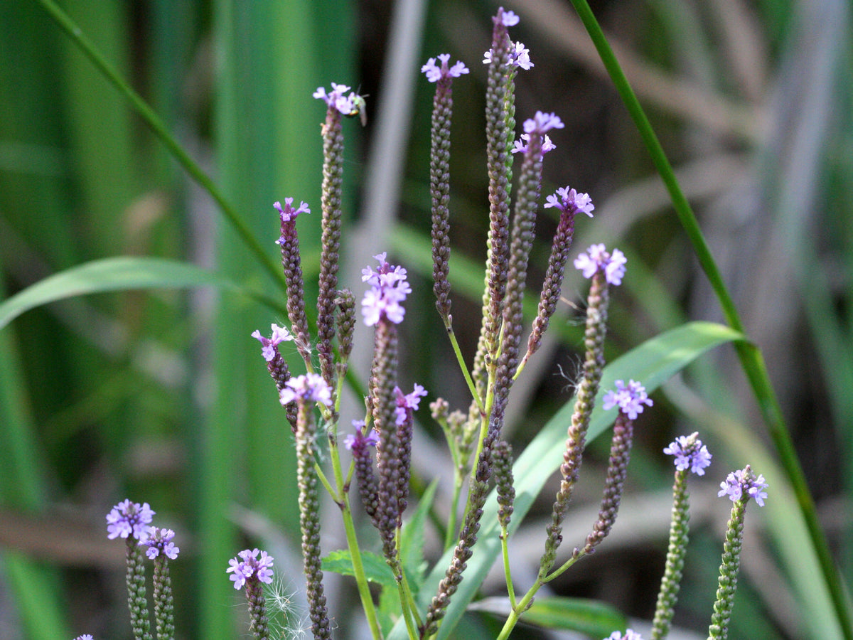 500 Blue Vervain Seeds - Verbena hastata Seeds