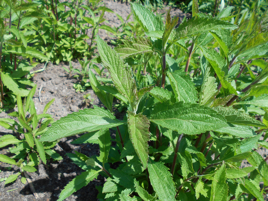 500 Blue Vervain Seeds - Verbena hastata Seeds