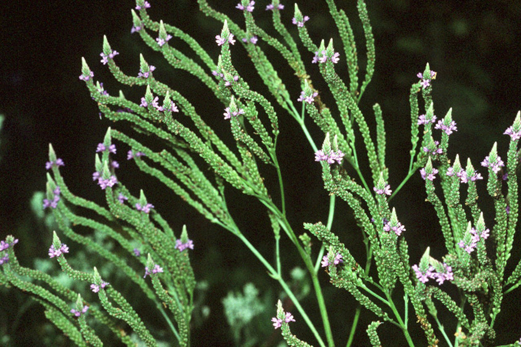 500 Blue Vervain Seeds - Verbena hastata Seeds
