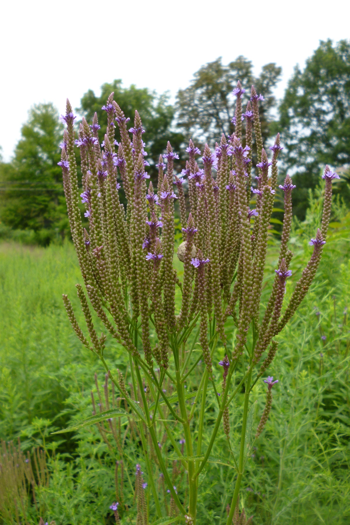 500 Blue Vervain Seeds - Verbena hastata Seeds