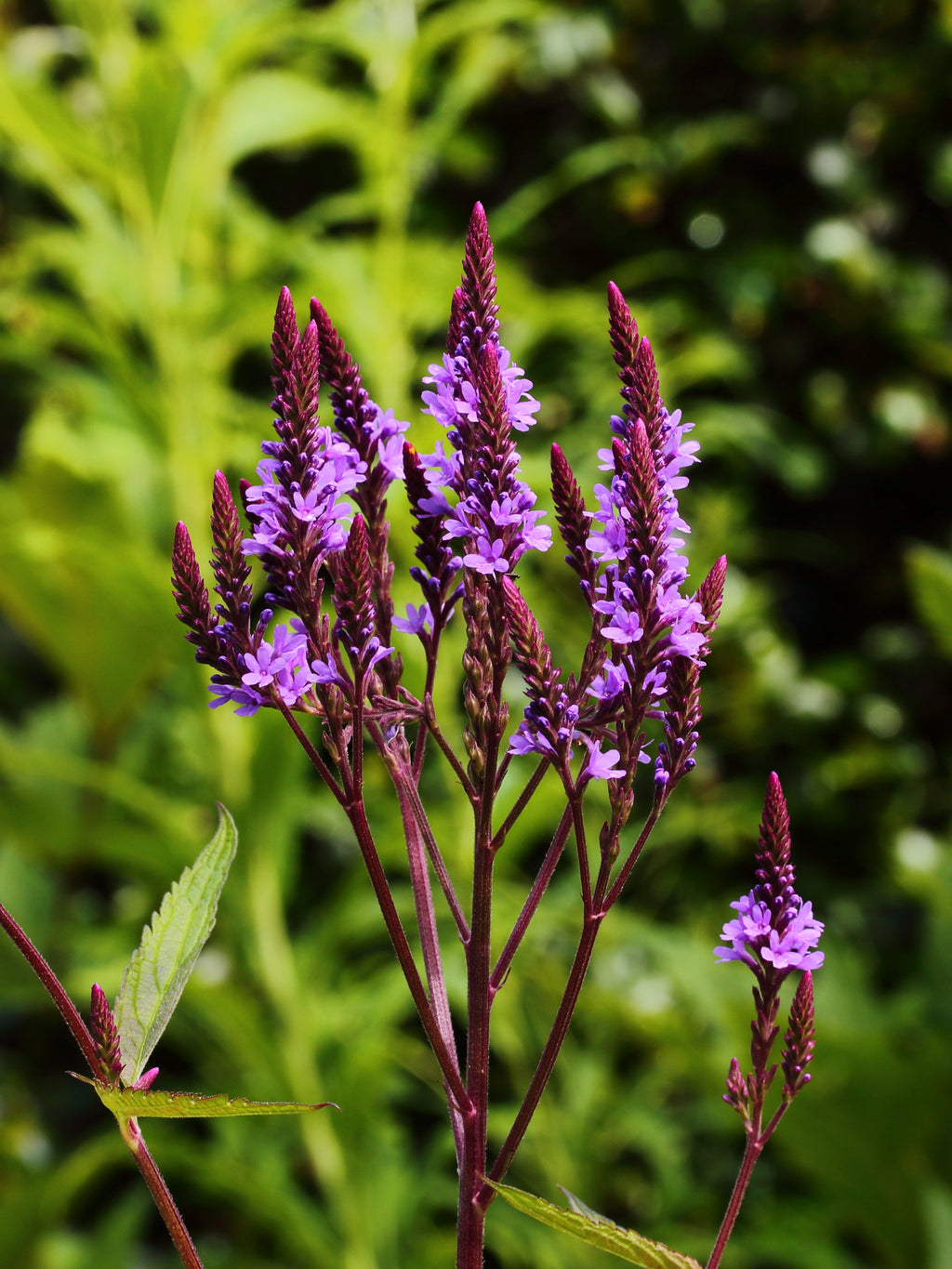 500 Blue Vervain Seeds - Verbena hastata Seeds