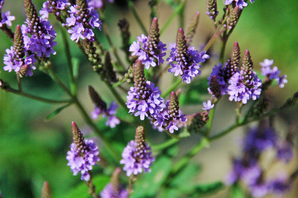 500 Blue Vervain Seeds - Verbena hastata Seeds