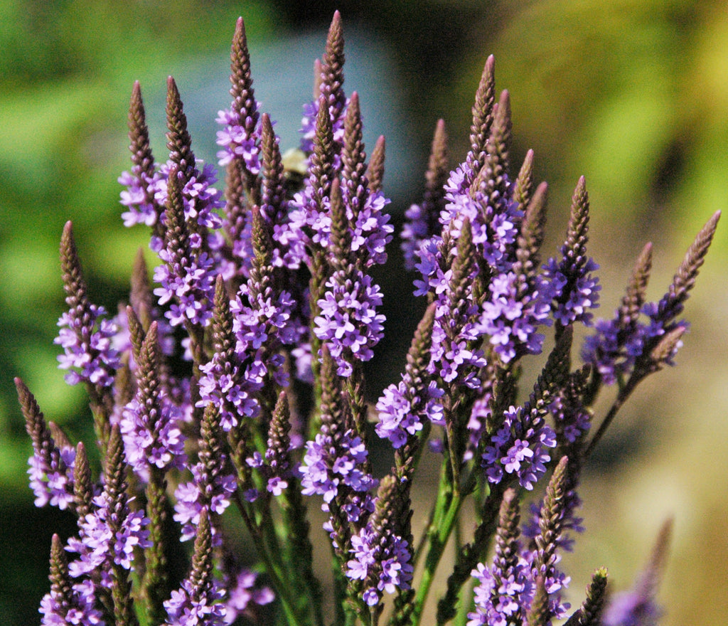 500 Blue Vervain Seeds - Verbena hastata Seeds