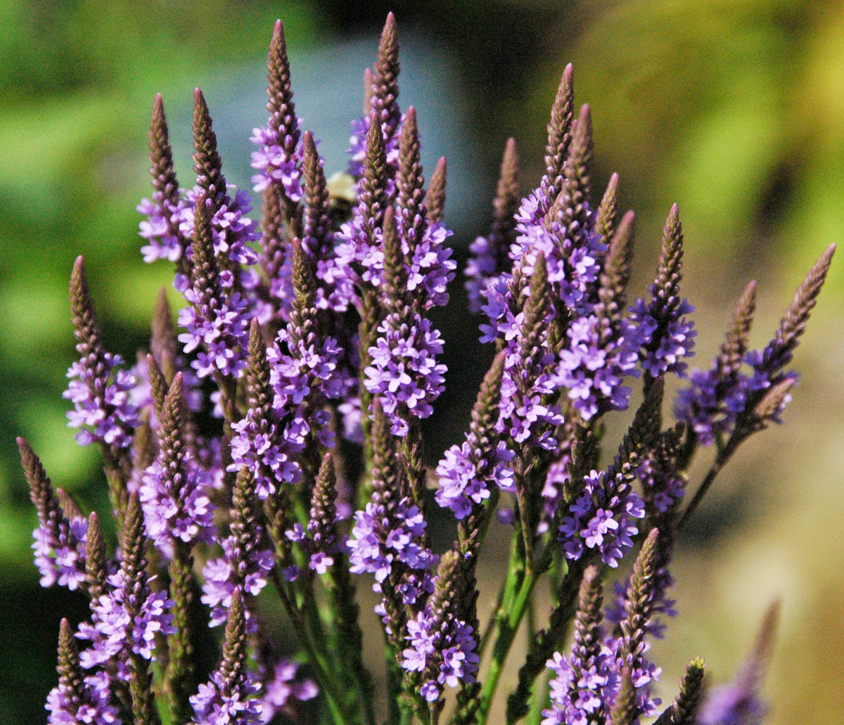 500 Blue Vervain Seeds - Verbena hastata Seeds