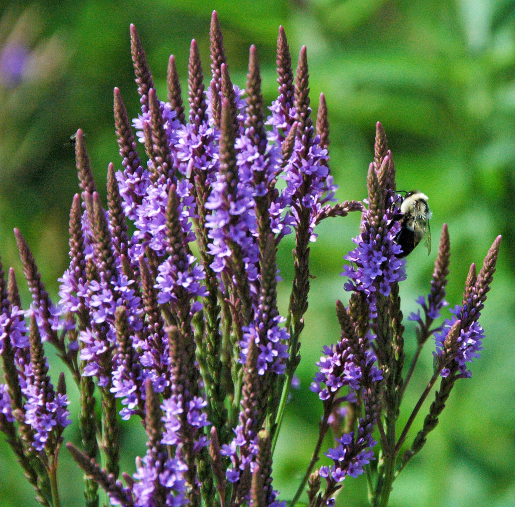 500 Blue Vervain Seeds - Verbena hastata Seeds