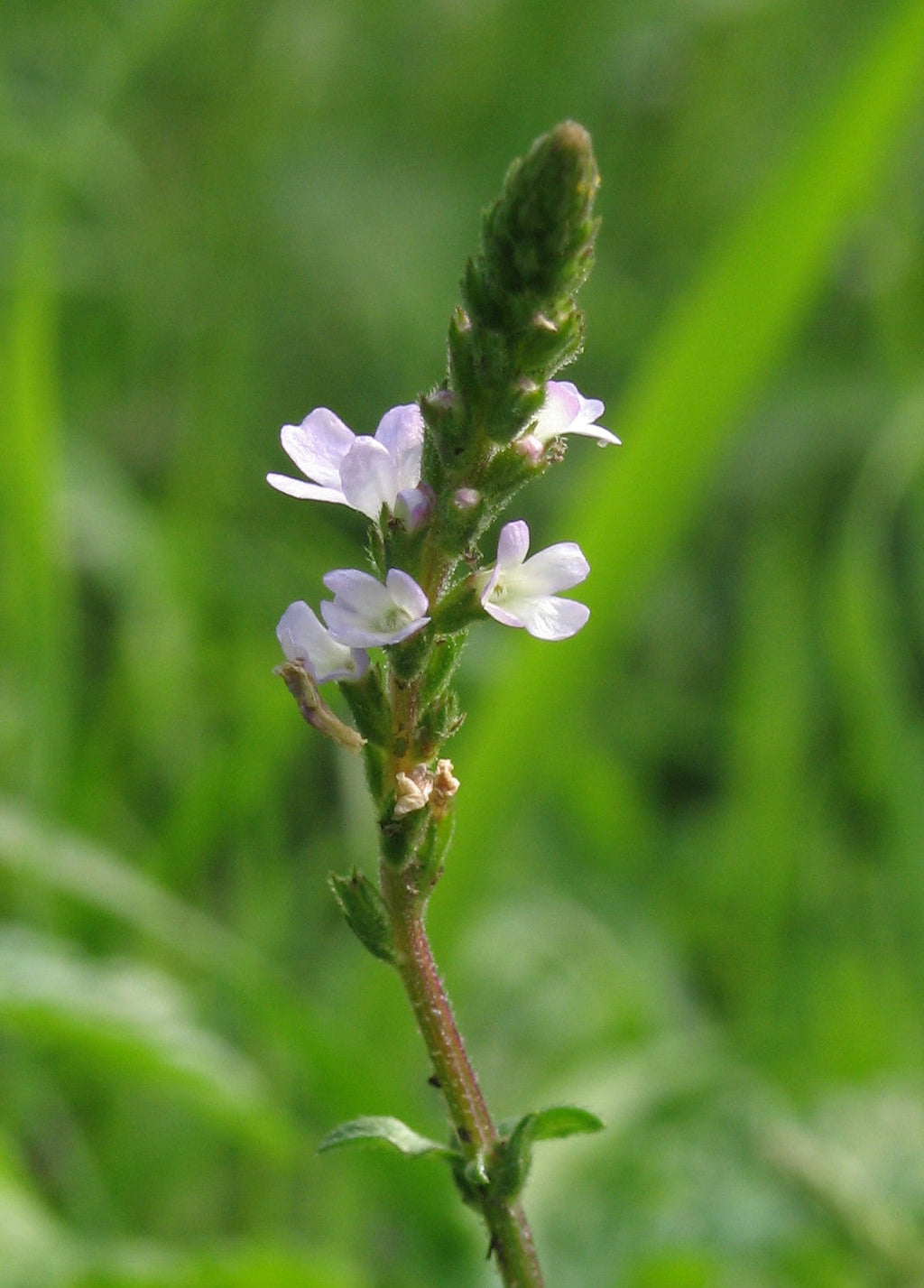 100 True Vervain Seeds - Verbena officinalis Seeds