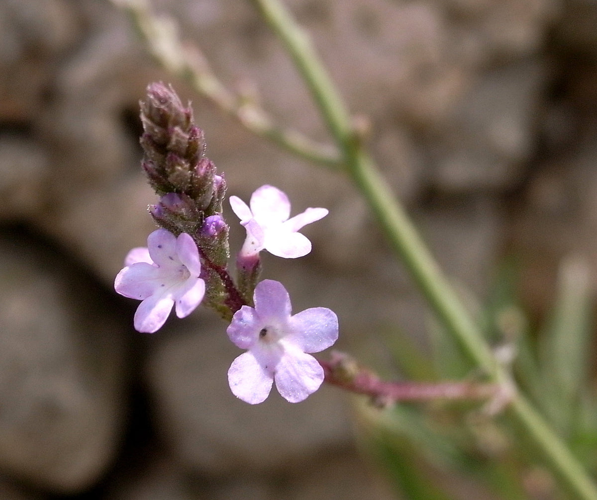 100 True Vervain Seeds - Verbena officinalis Seeds