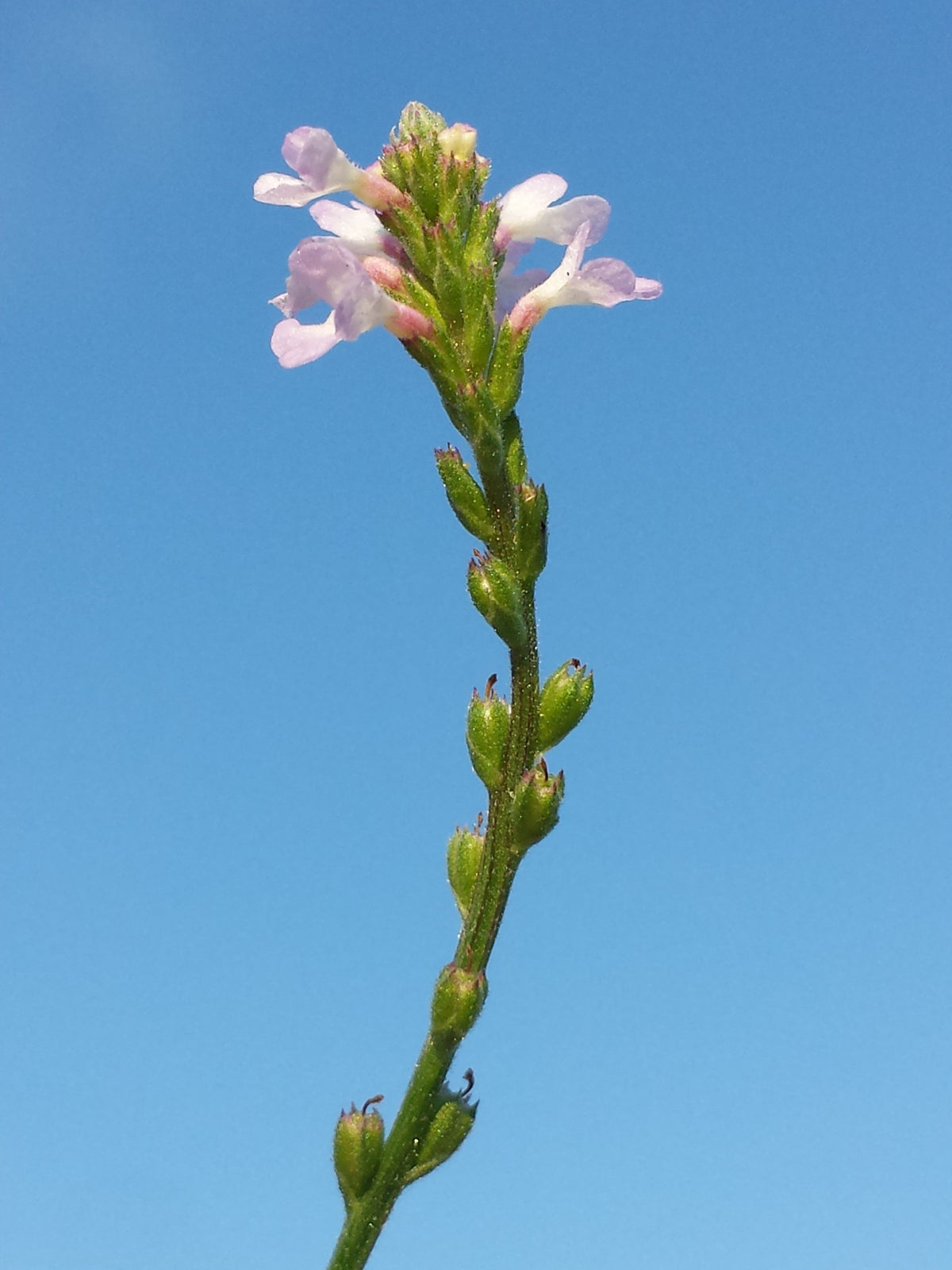 100 True Vervain Seeds - Verbena officinalis Seeds