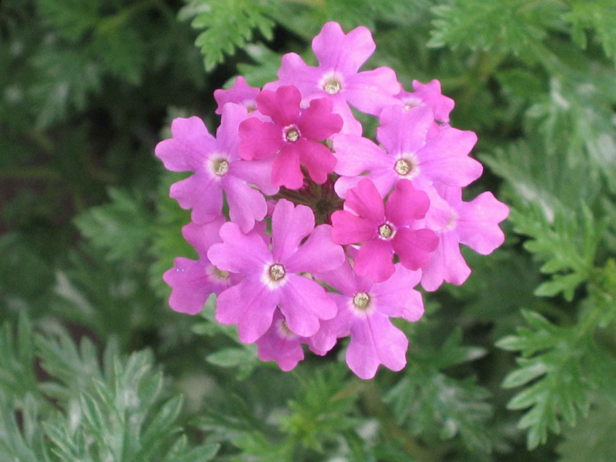 500 Moss Verbena Seeds - Verbena tenuisecta Seeds
