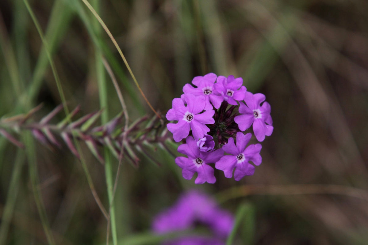 500 Moss Verbena Seeds - Verbena tenuisecta Seeds