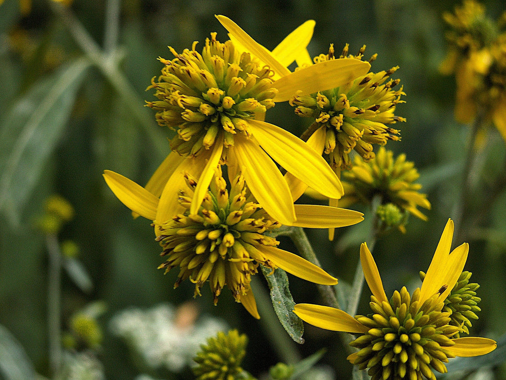 250 Wingstem / YELLOW IRONWEED Verbesina Alternifolia Flower Seeds