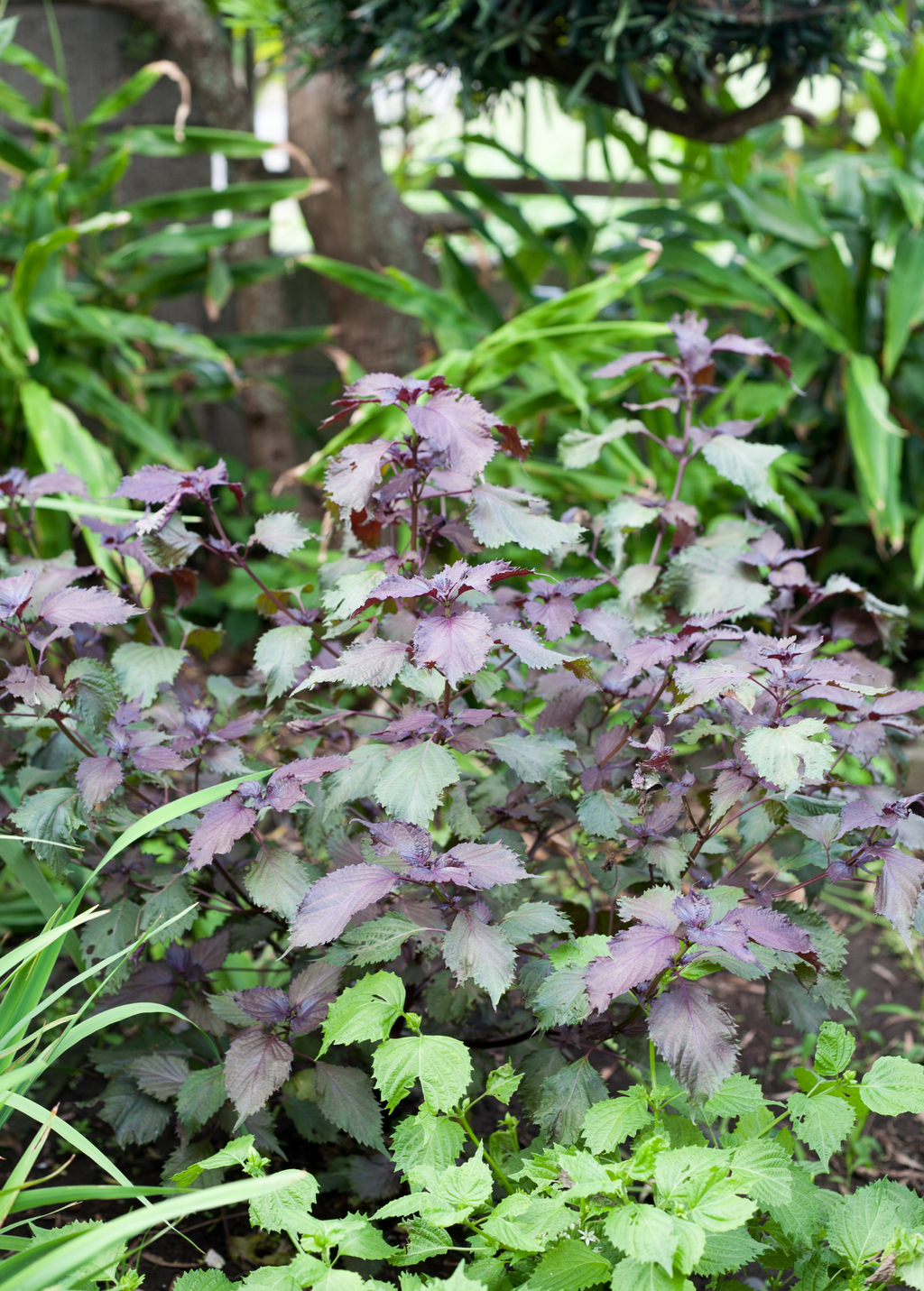 Vietnamese Perilla, Lá Tía Tô (Perilla frutescens)