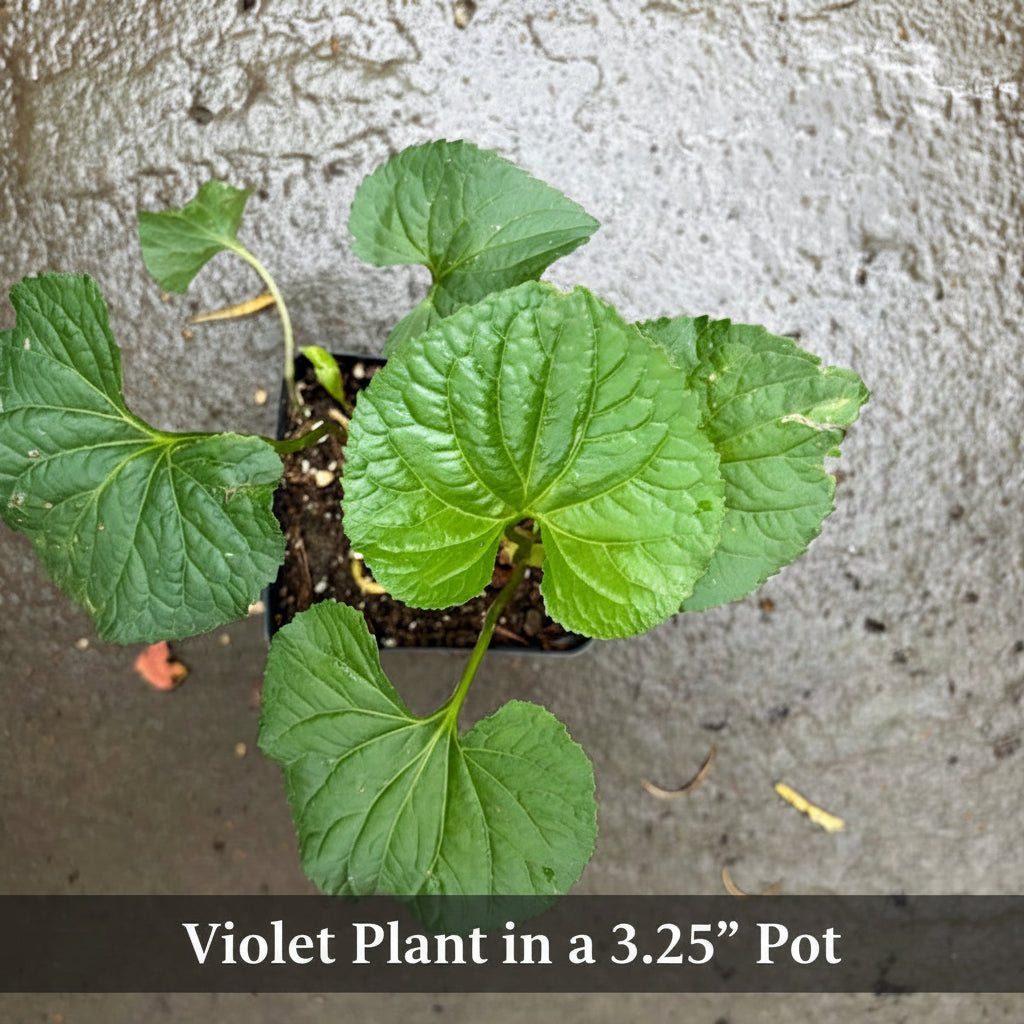 Purple Violet Live Plant – Viola sororia – Maryland Native Shade Groundcover, Zones 3–8