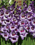 Vista Gladiolus - 5 bulbs