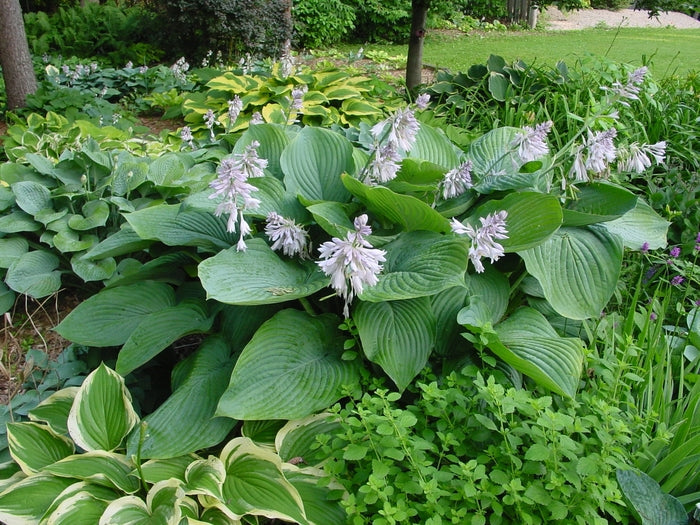 Hosta 'Empress Wu'