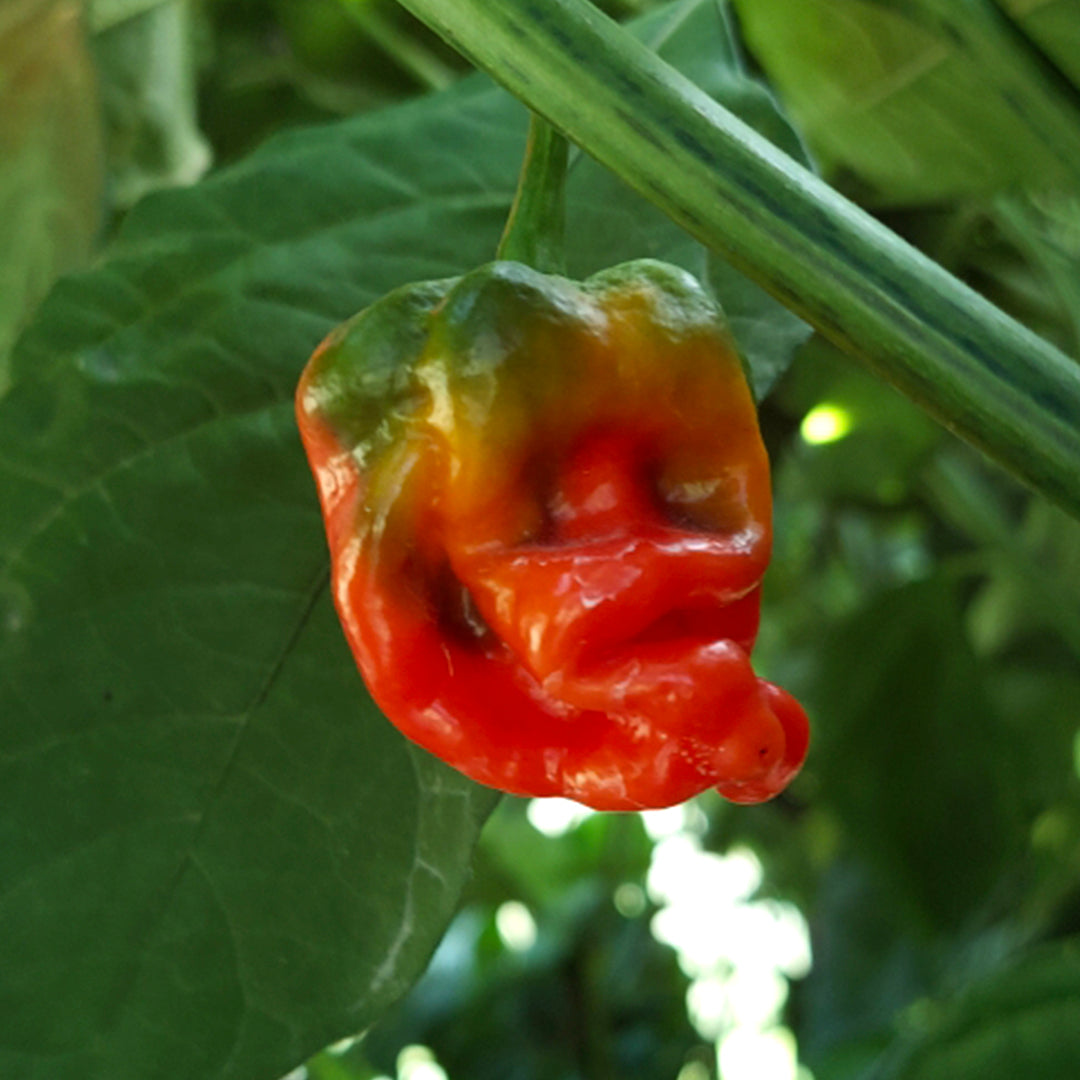 WHP 006 Chili Pepper Seeds
