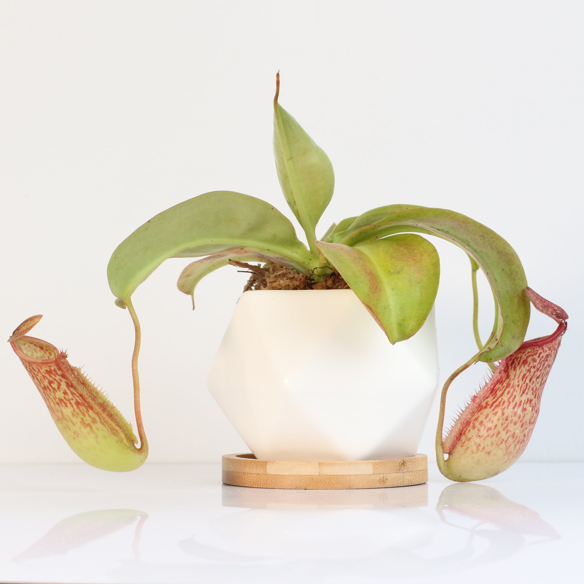 Tropical Pitcher Plant Nepenthes Miranda Carnivorous