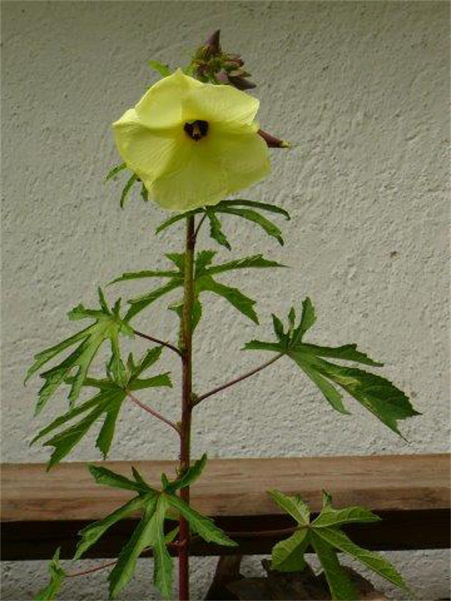 Abelmoschus Moschatus 20/500/2,500 Seeds, Hibiscus Fragrant Musk Mallow, Musk Okra