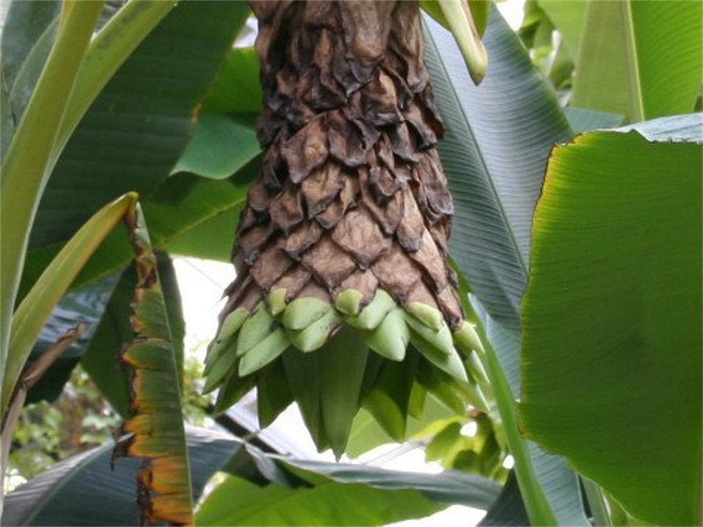 Ensete Glaucum Snow Banana Tree 5 Seeds, MUSA Perennial Massive Flower