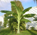 Ensete Glaucum Snow Banana Tree 5 Seeds, MUSA Perennial Massive Flower