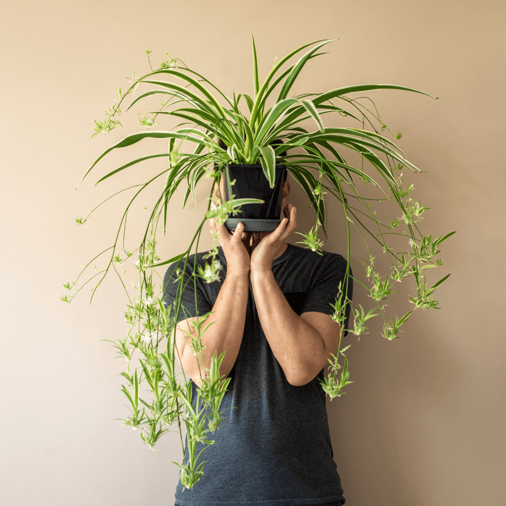 Spider Hardy Plant