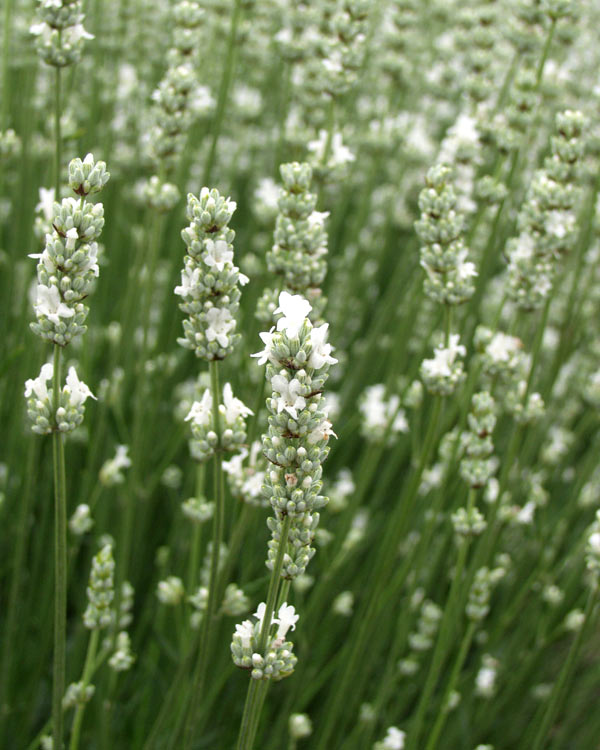 White Alba Lavender Plant - Live Lavandula angustifolia Alba Herb for Garden