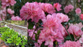Hampton Beauty Bonsai Azalea Live Plant 1 Quart – Rhododendron 'Hampton Beauty'